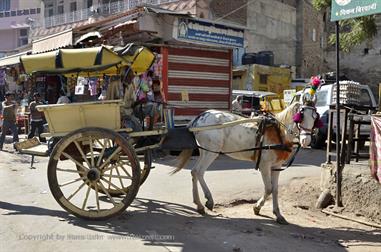 01 Pushkar_DSC4920_b_H600